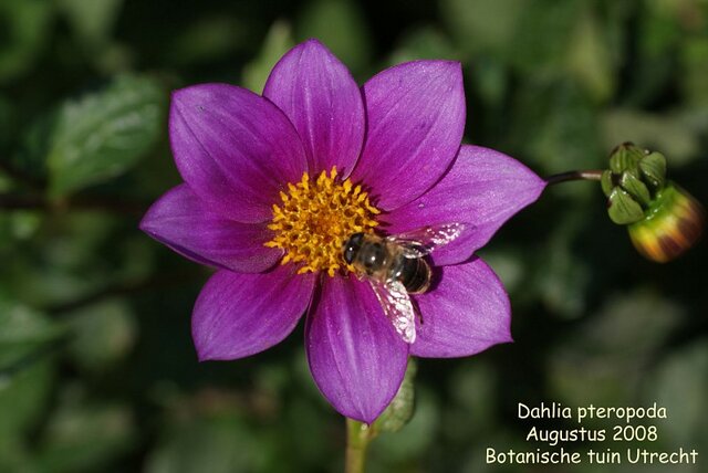 Dahlia pteropoda