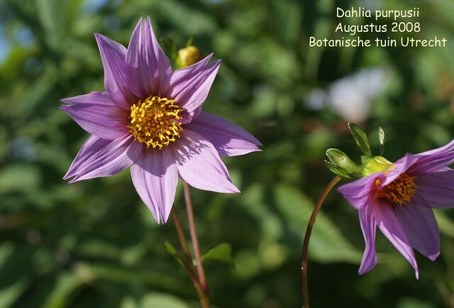 Dahlia purpusii
