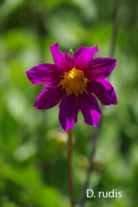 Dahlia rudis