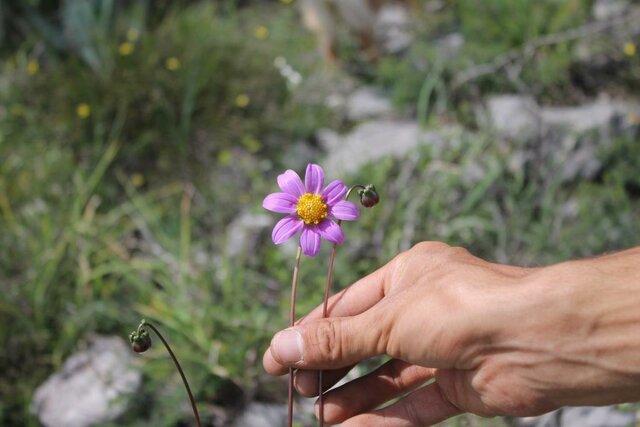 Dahlia scapigeroides