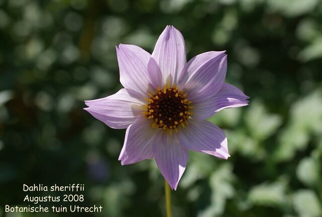 Dahlia sherffii