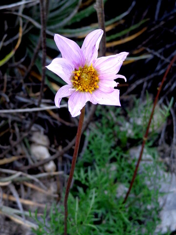 Dahlia sublignosa