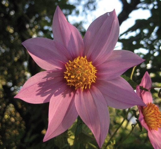 Dahlia tenuicaulis