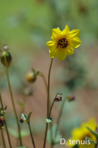 Dahlia tenuis