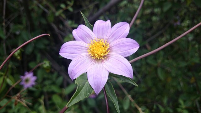Dahlia tubulata