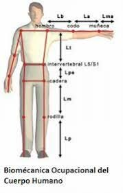 Dominio de la Ergonomía
