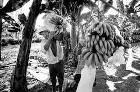 EL DETONANTE AGRESION DE UNITED FRUIT