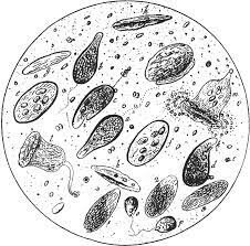 Denominación de Fagocitos