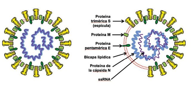 Los científicos revelan el genoma del nuevo coronavirus