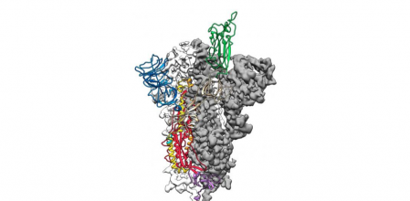 Los científicos publican el mapa molecular del nuevo coronavirus
