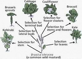 Charles Darwin plant evolution.
