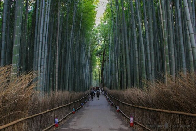 Día 8: Arashiyama y la villa imperial de Uji