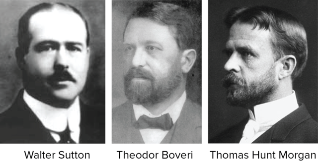 Sutton, Boveri (1902) y Morgan.