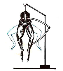 Músculo, electricidad y sistema nervioso