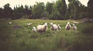 Lo que realiza en la actualidad