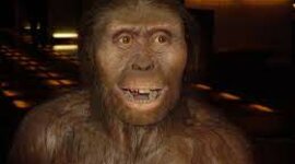 Timeline: El australopithecus  Las especies de este género habitaron en África desde hace algo más de 3,9 millones de años hasta hace unos 2 millones de años, del Zancliense
