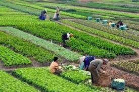 los pueblos agricultores