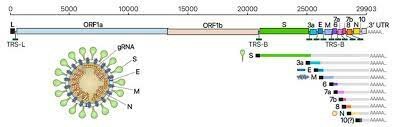 MAPA MOLECULAR DE LA COVID 19