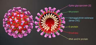 Los científicos publican el mapa molecular del nuevo coronavirus