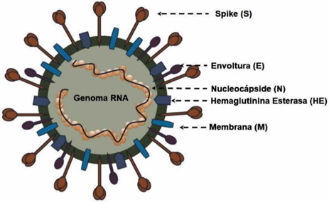 Los científicos publican el mapa molecular del nuevo coronavirus
