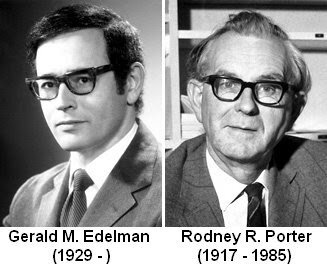 Rodney R. Porter y  Gerald M. Edelman (1972 )