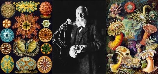 Ernest Haeckel