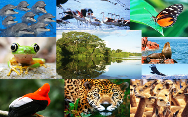 Decenio de las naciones unidas sobre la diversidad bilógica 2011-2020