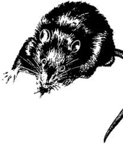 First Bubonic Plague Epidemic