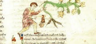 Adaptabilidad de la Vitis Vinifera