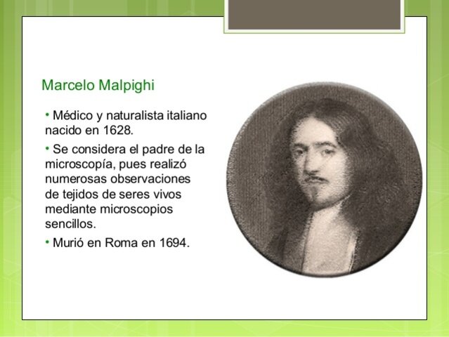 Marcello Malpighi