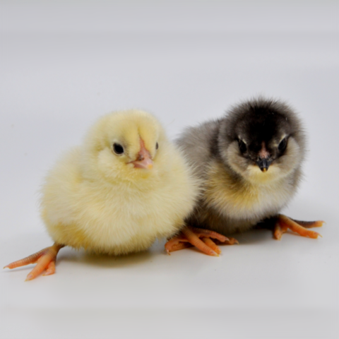 Significant Event in your life so far: Getting a first pet(s) which were 2 chicks