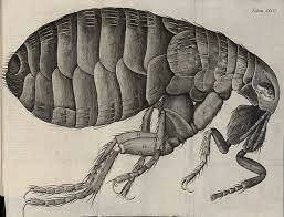Obra de  Robert Hooke