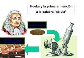 La primera observación de células muertas