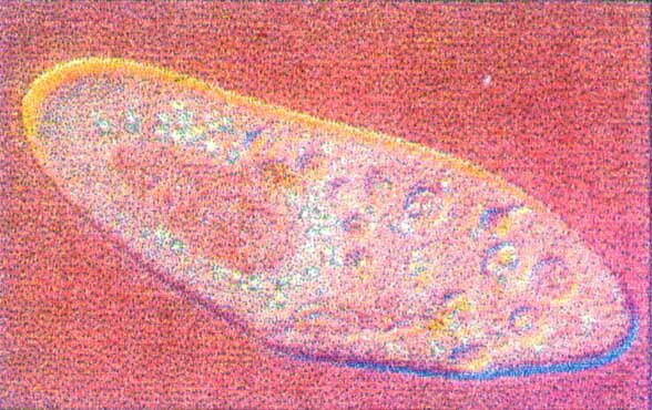 Microscopio Contraste de Interferencia Diferencial