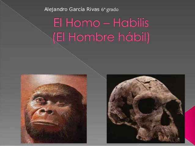 ETAPA DOMÈSTICA-Homo Habilis