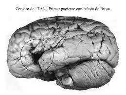 Primicias de los procesos mentales