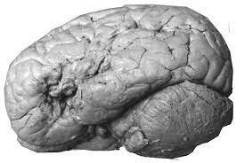 Primicias de los procesos mentales