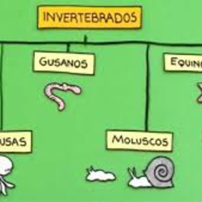 Timeline: Animales invertebrados a lo largo de la historia