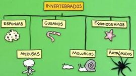 Timeline: Animales invertebrados