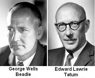 George Beadle y E. L. Tatum