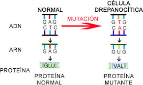Gen de la Anemia Falciforme es asilado: