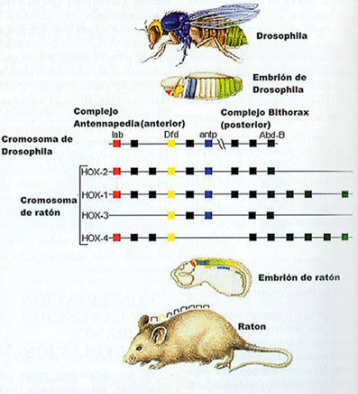 Moscas y ratones Transgénicos