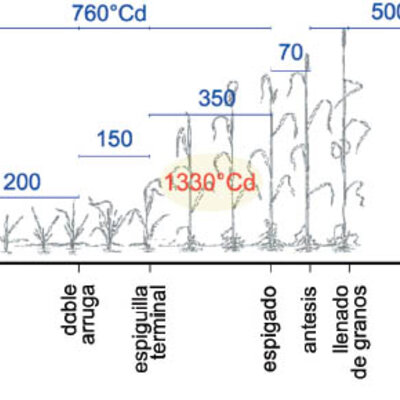 Timeline: LINEA DE TIEMPO DE LAS PLANTAS