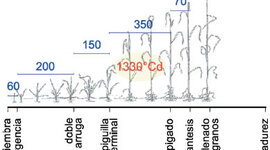 Timeline: LINEA DE TIEMPO DE LAS PLANTAS