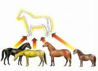 La doctrina de las Ideas (platon)