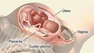 preparto y dilatacion