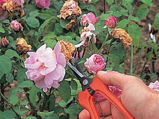 Flores, incluso en estado marchito.