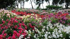 Timeline: LAS PLANTAS Y SUS FUNCIONES