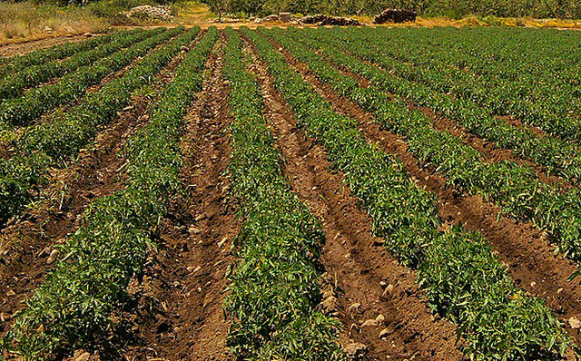 Regulación en los Precios de la Tierra