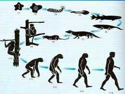 Teoría evolutiva de Darwin-Wallace